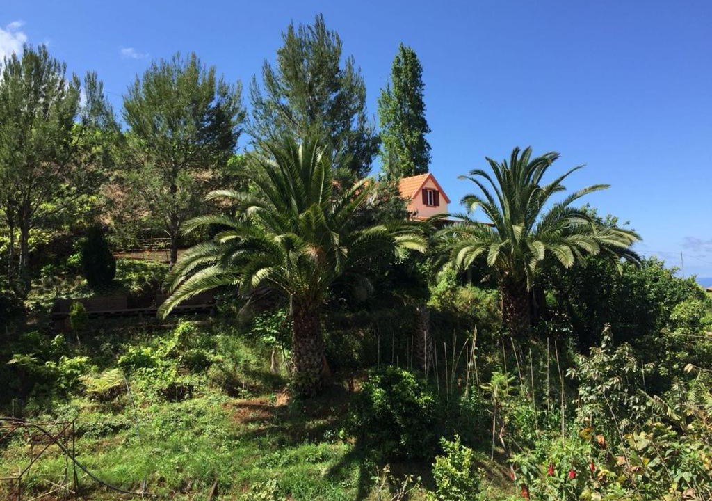 Porto da Cruz House | Casa d'Olívia