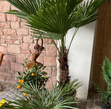 Gemütlich & einzigartig: Altbauloft in Edenkoben in Edenkoben