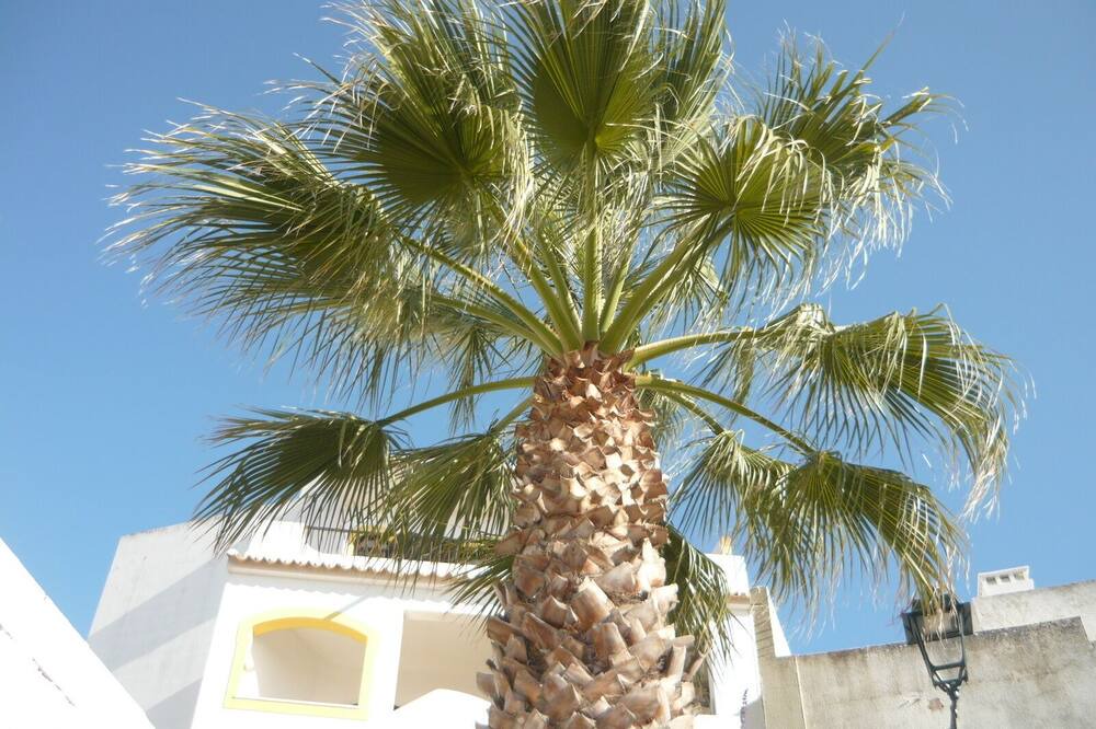 Photo of Others in Ferragudo