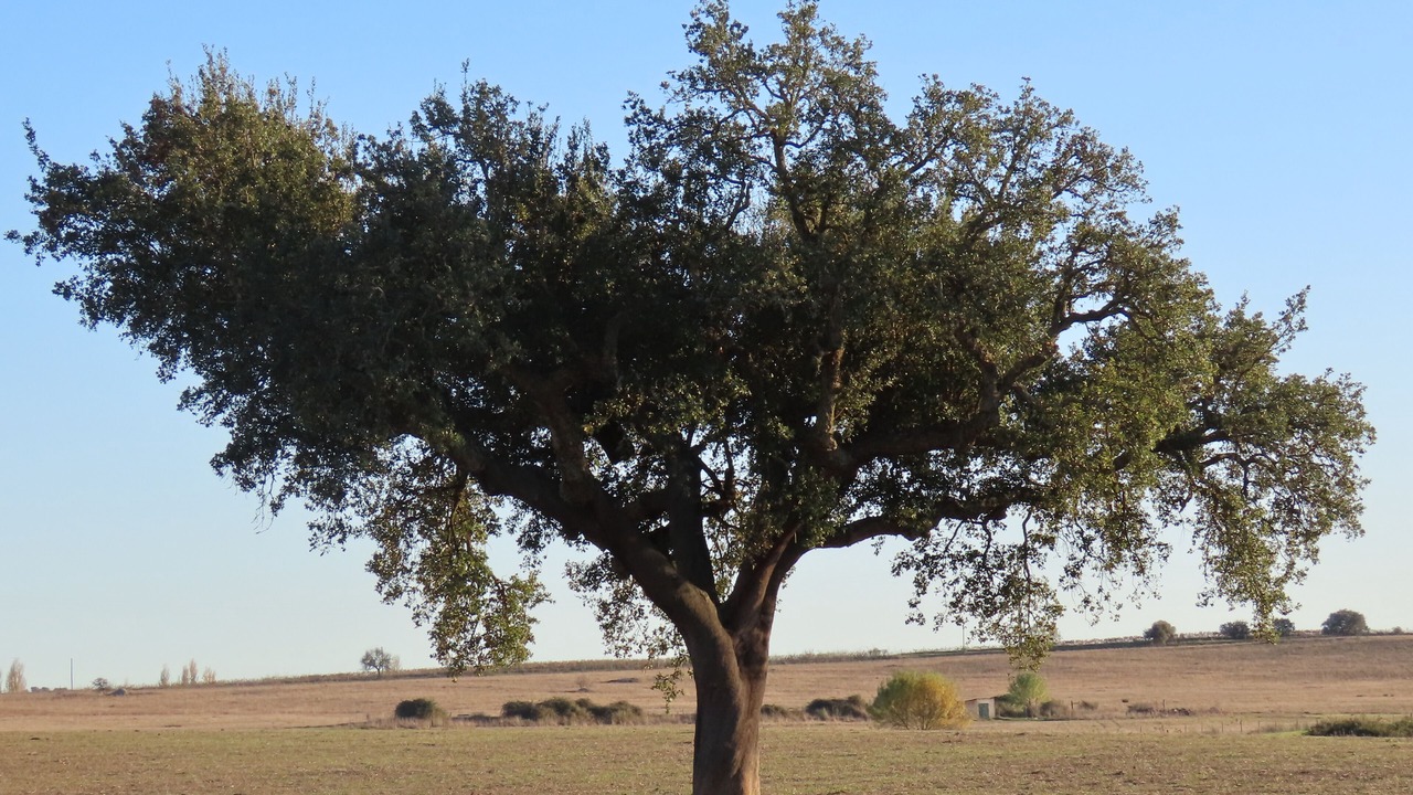 Photo of Others in Vimieiro