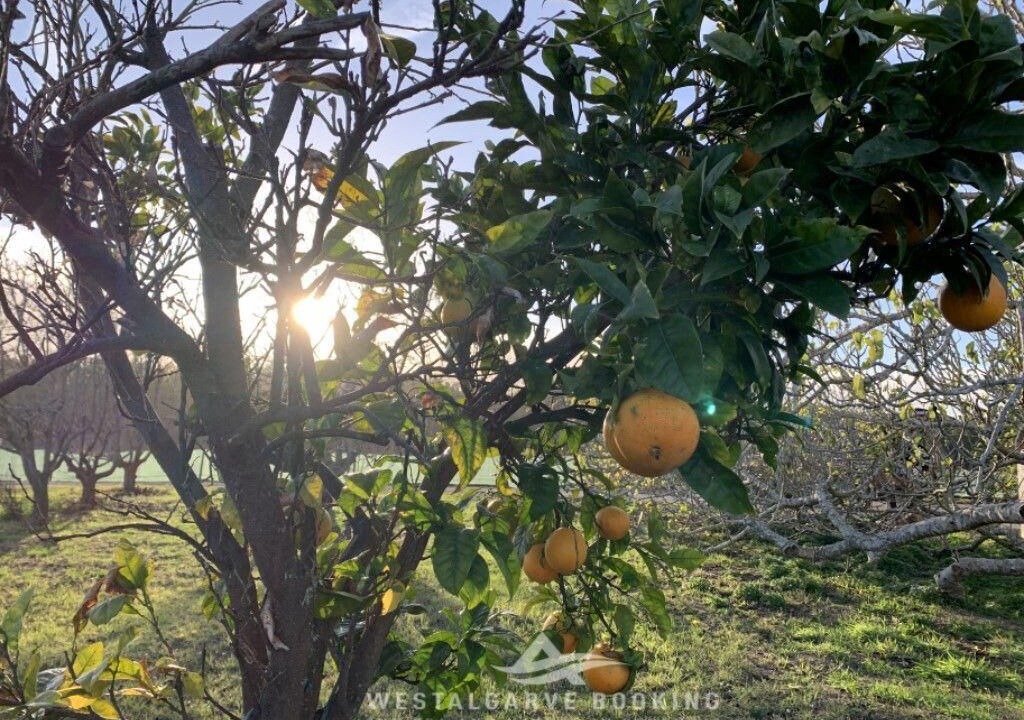Photo of Outdoor in Cabeco de Aguia