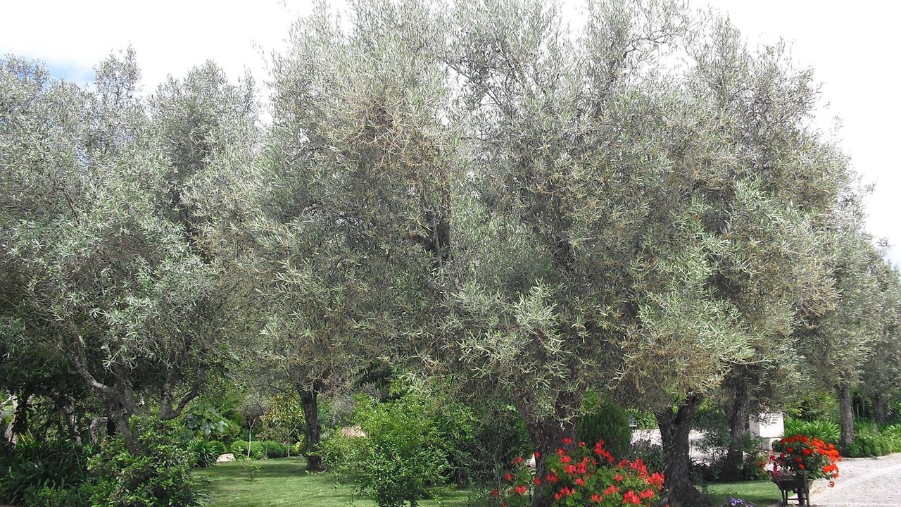 Photo of Outdoor in Vila Real