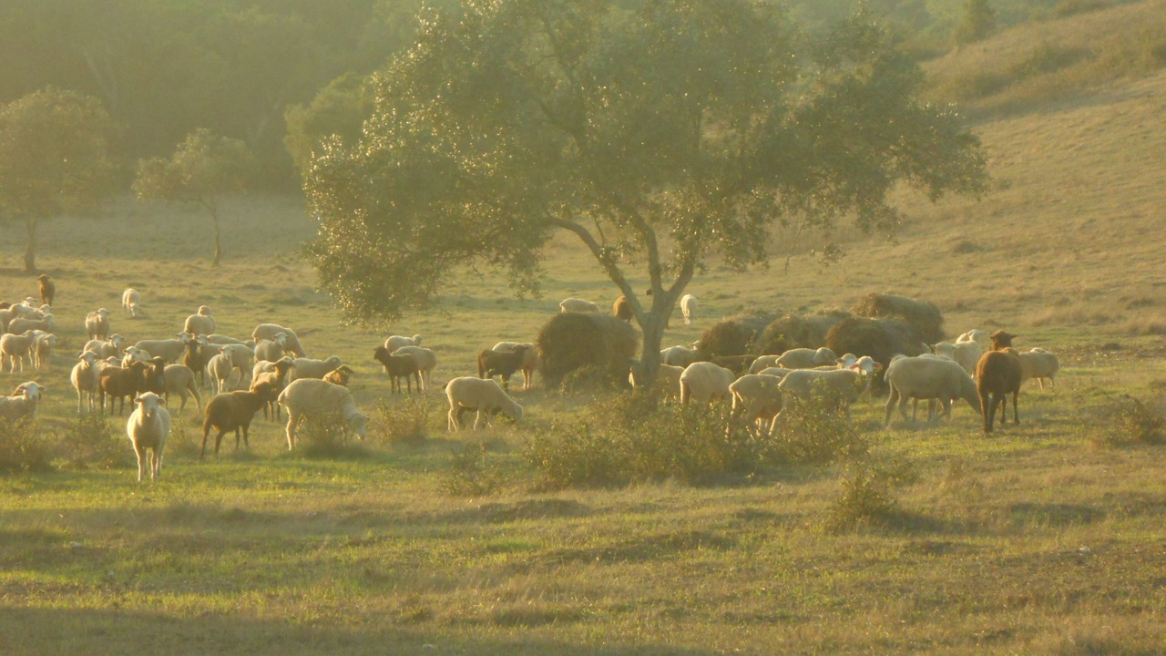 Photo of Others in Cercal