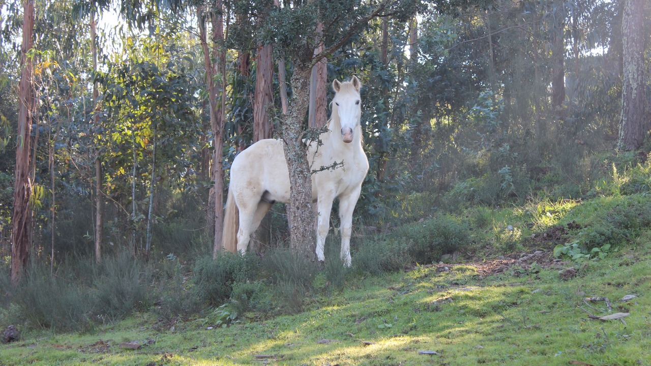 Photo of Outdoor in Castelo de Paiva
