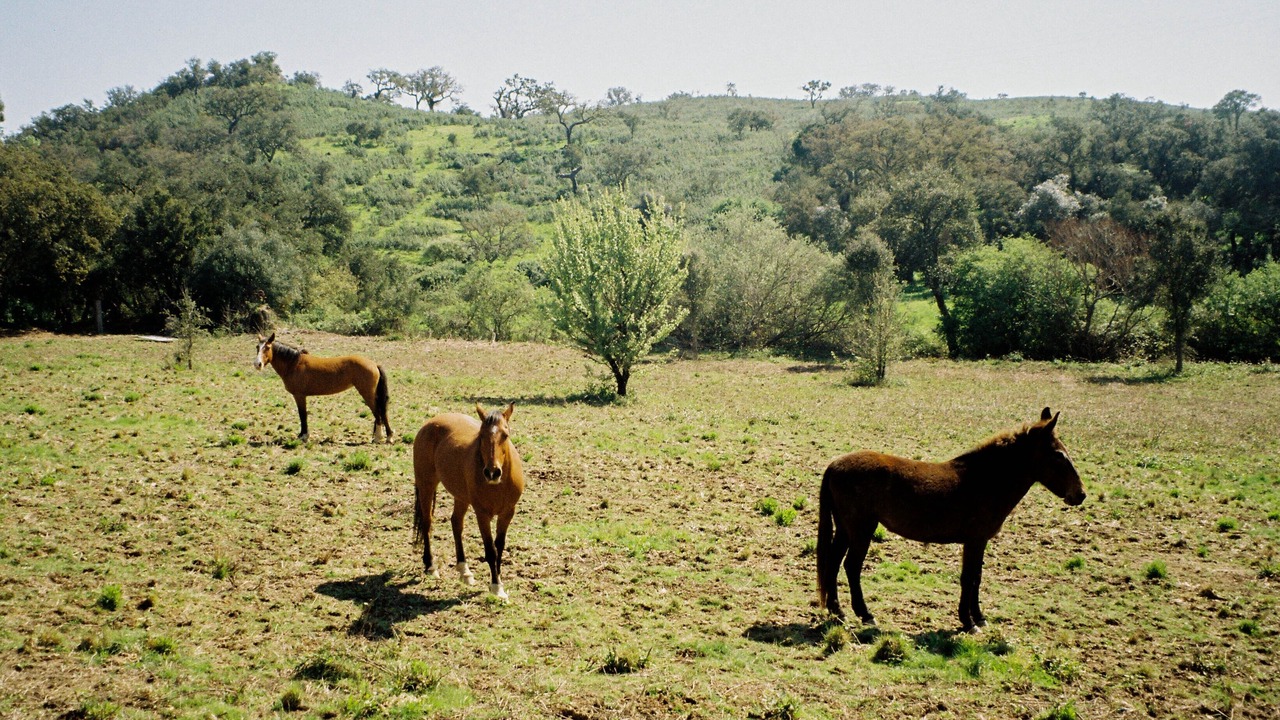 Photo of Others in Odemira