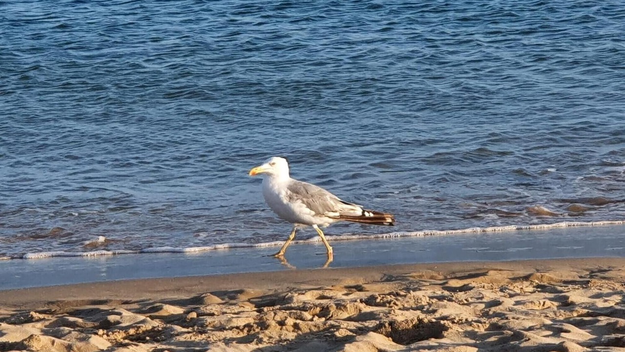 Photo of Others in Cabanas