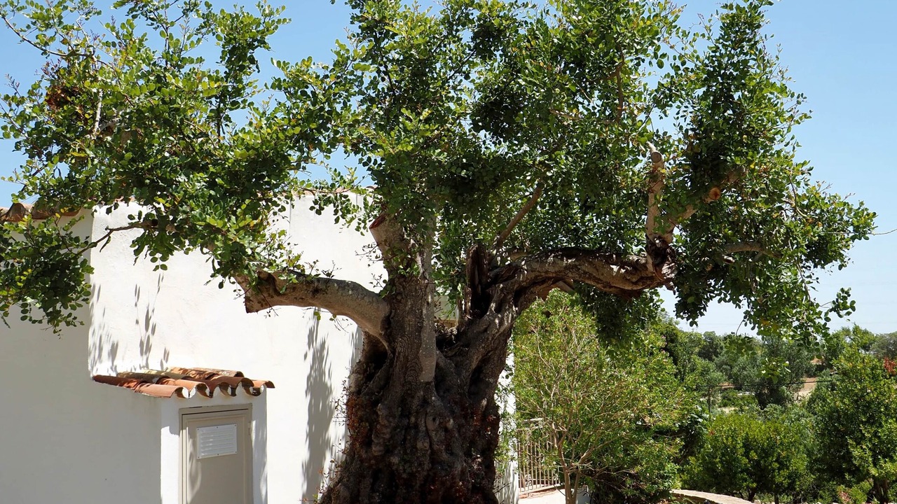 Photo of Outdoor in Vale de Seixos