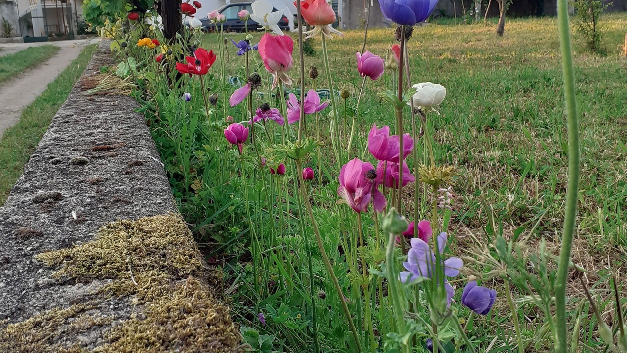 Photo of Outdoor in Lousa