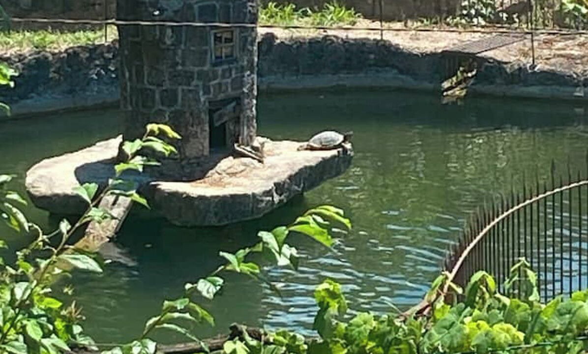 Photo of Others in Pico