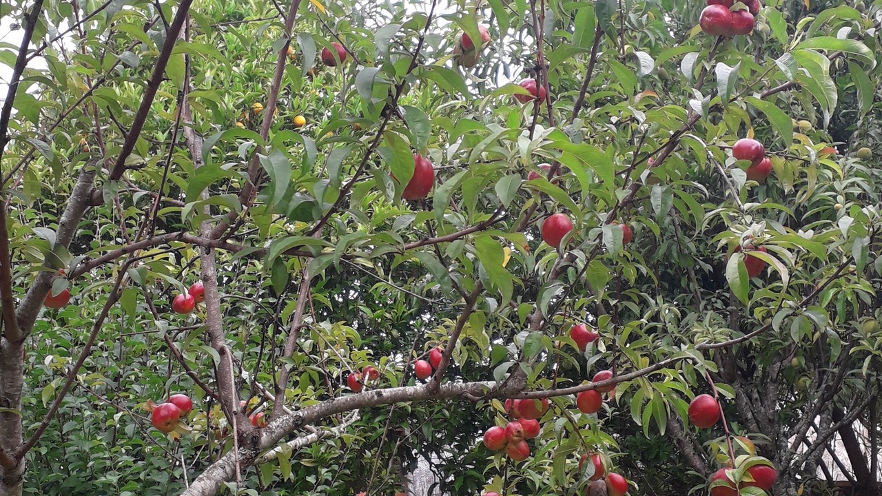 Photo of Outdoor in Ferreira do Zezere