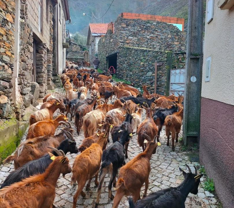 Photo of Others in Sao Pedro do Sul