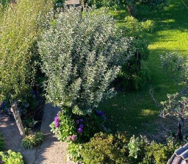 Sao Pedro da Torre House | A casa das hortênsias- caminho de Santiago